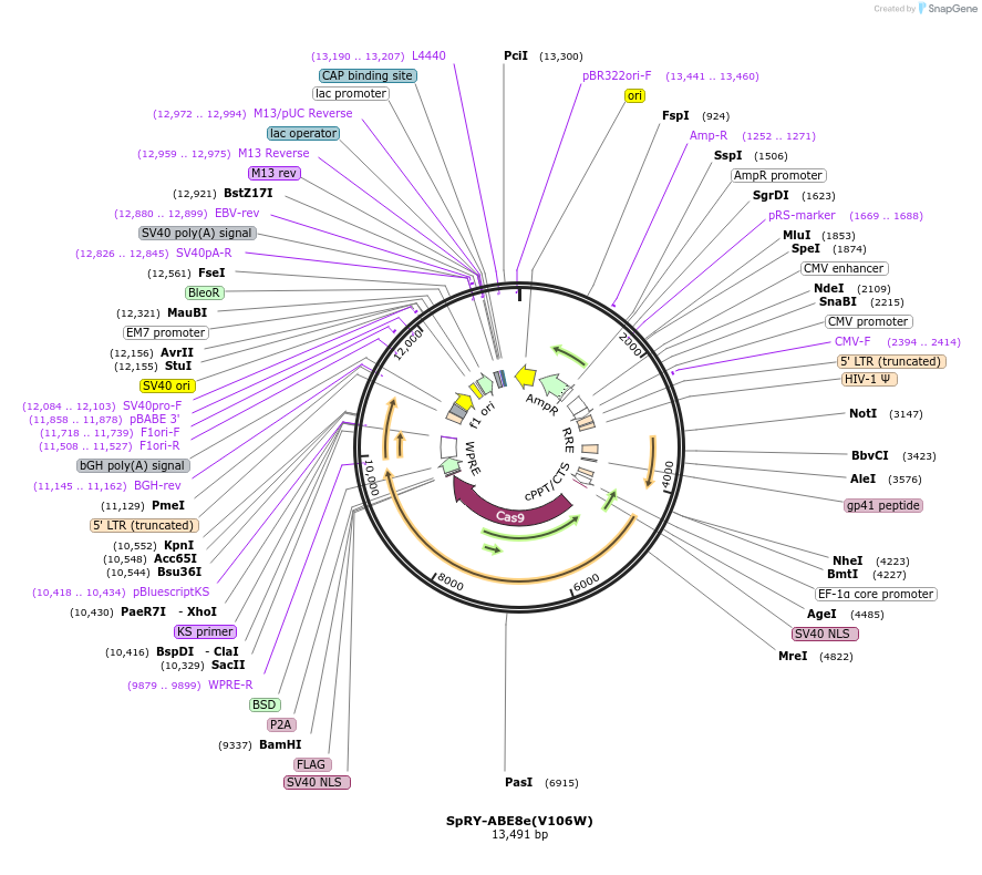 198553-plasmid-map-sequence-id-388905