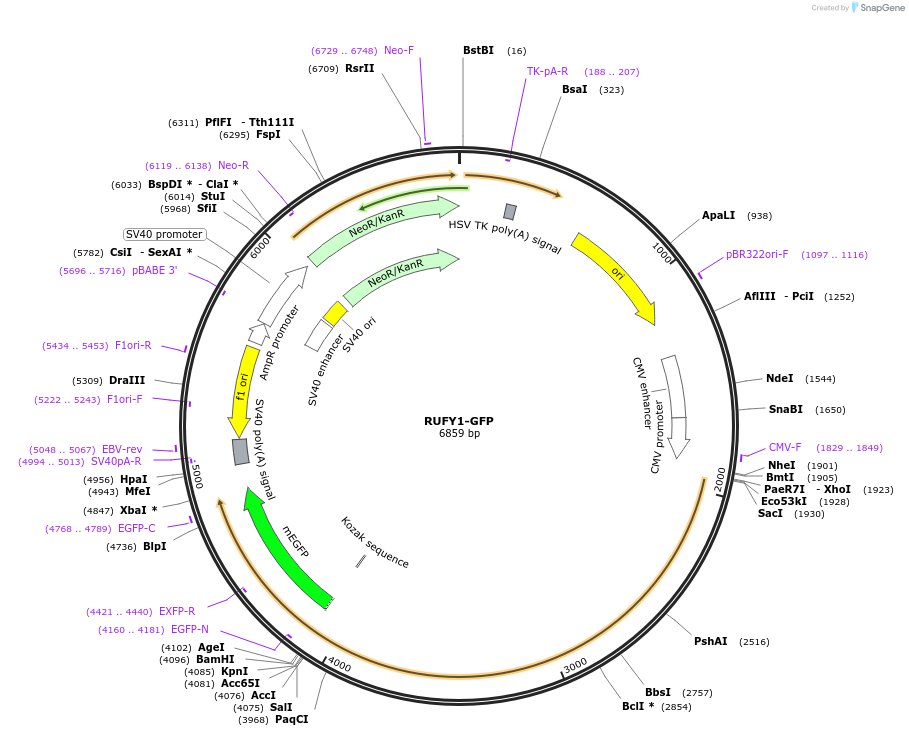 197394-plasmid-map-sequence-id-388907