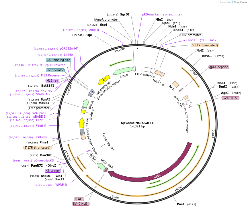 198537-plasmid-map-sequence-id-388909