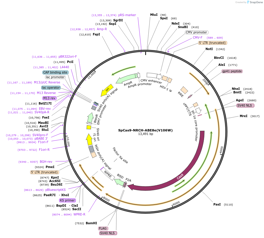198556-plasmid-map-sequence-id-388914