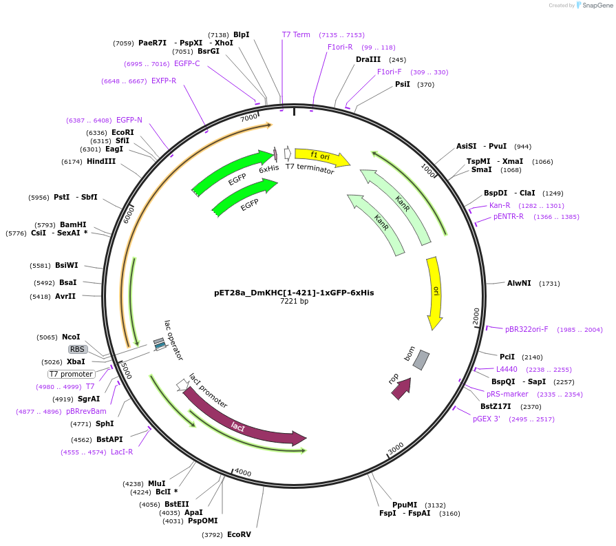 196972-plasmid-map-sequence-id-388918