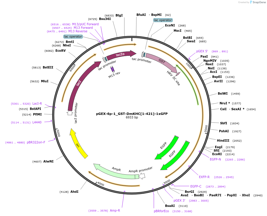 196973-plasmid-map-sequence-id-388919