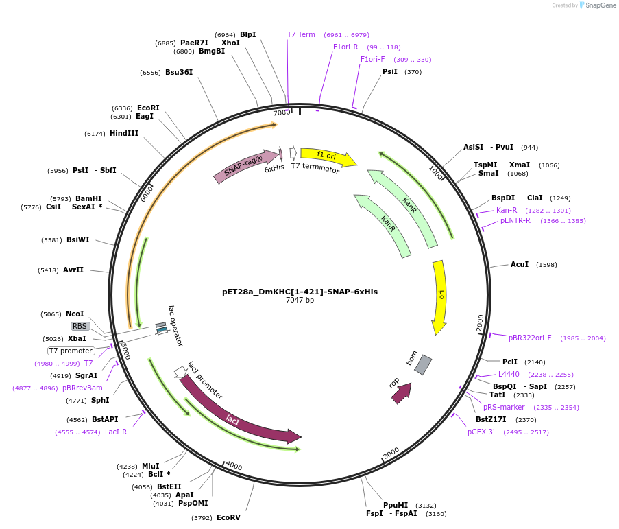 196975-plasmid-map-sequence-id-388920