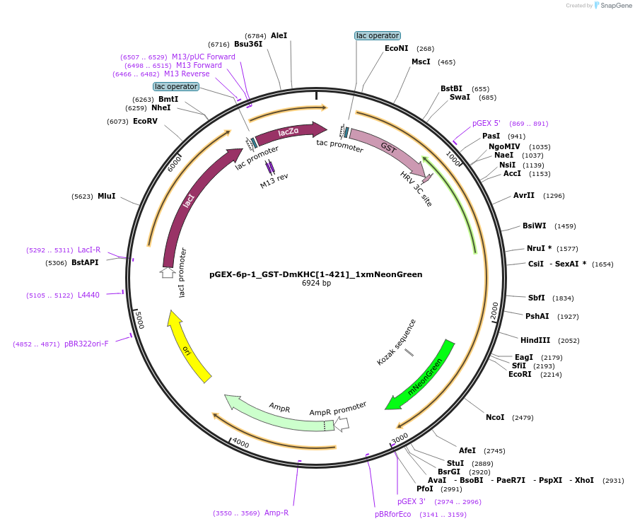 196974-plasmid-map-sequence-id-388923
