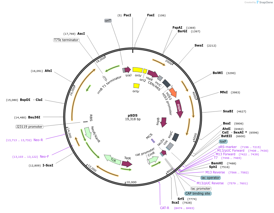 197289-plasmid-map-sequence-id-388928