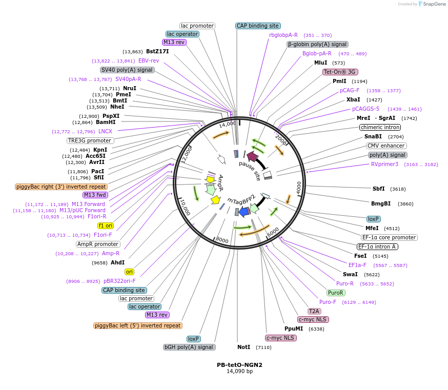 197090-plasmid-map-sequence-id-388954