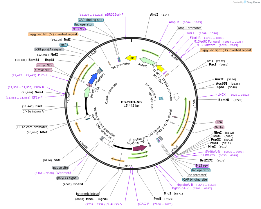197092-plasmid-map-sequence-id-388955