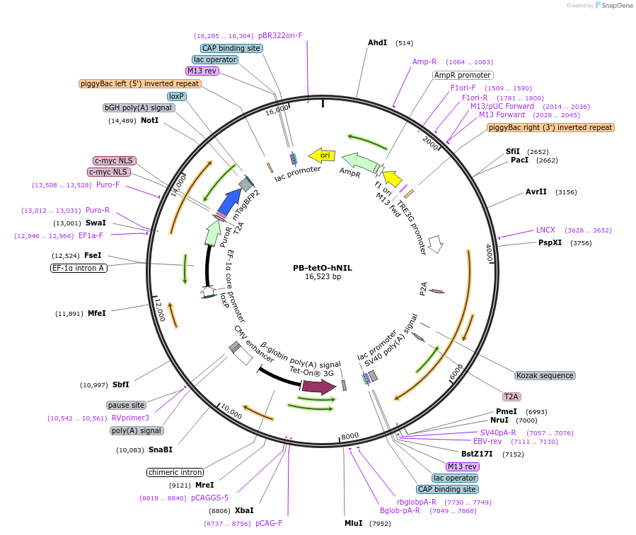 197089-plasmid-map-sequence-id-388956