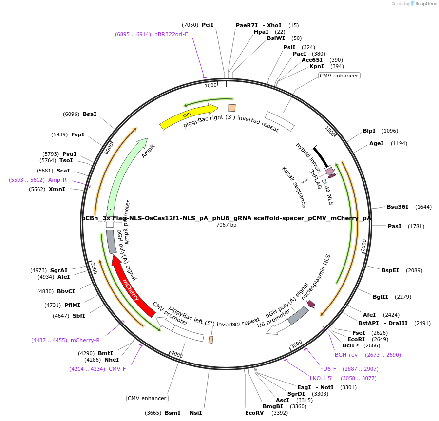197024-plasmid-map-sequence-id-388957