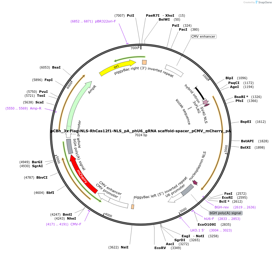 197025-plasmid-map-sequence-id-388959