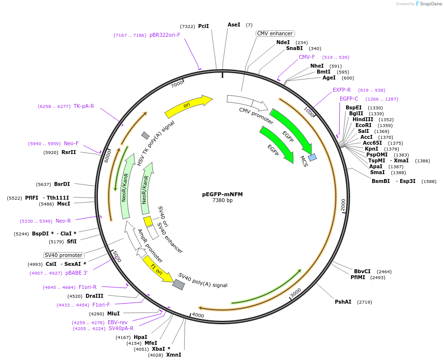 32909-plasmid-map-sequence-id-38896