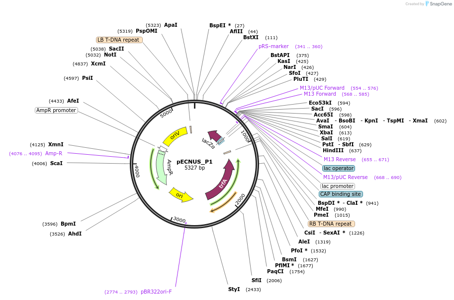 194343-plasmid-map-sequence-id-388961