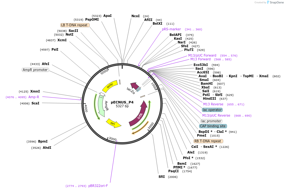 194346-plasmid-map-sequence-id-388962