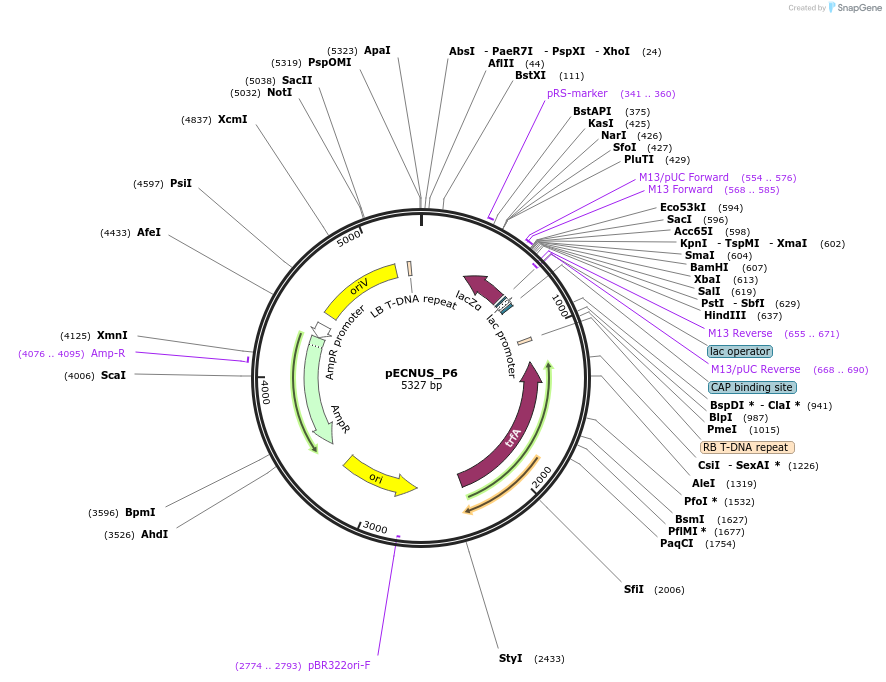 194348-plasmid-map-sequence-id-388963