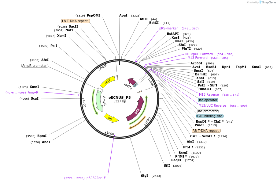 194345-plasmid-map-sequence-id-388967