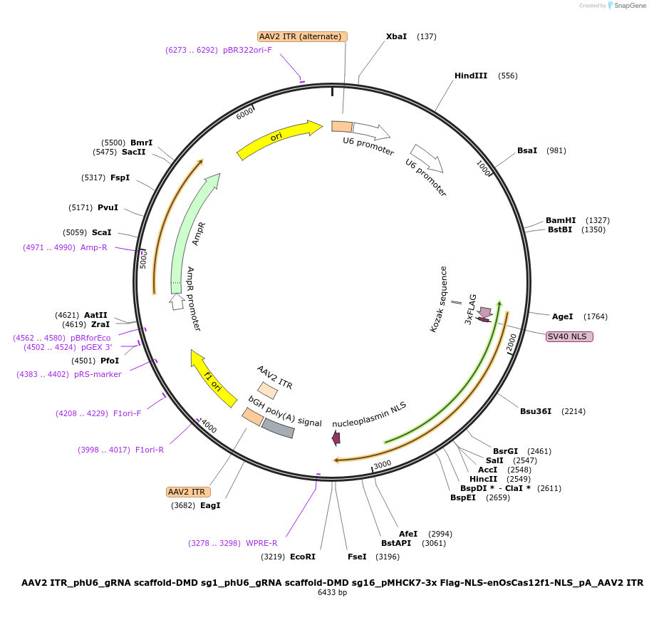 197028-plasmid-map-sequence-id-388968