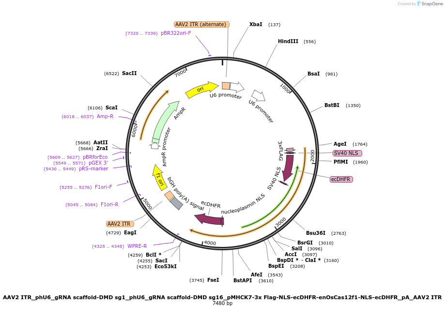 197029-plasmid-map-sequence-id-388970