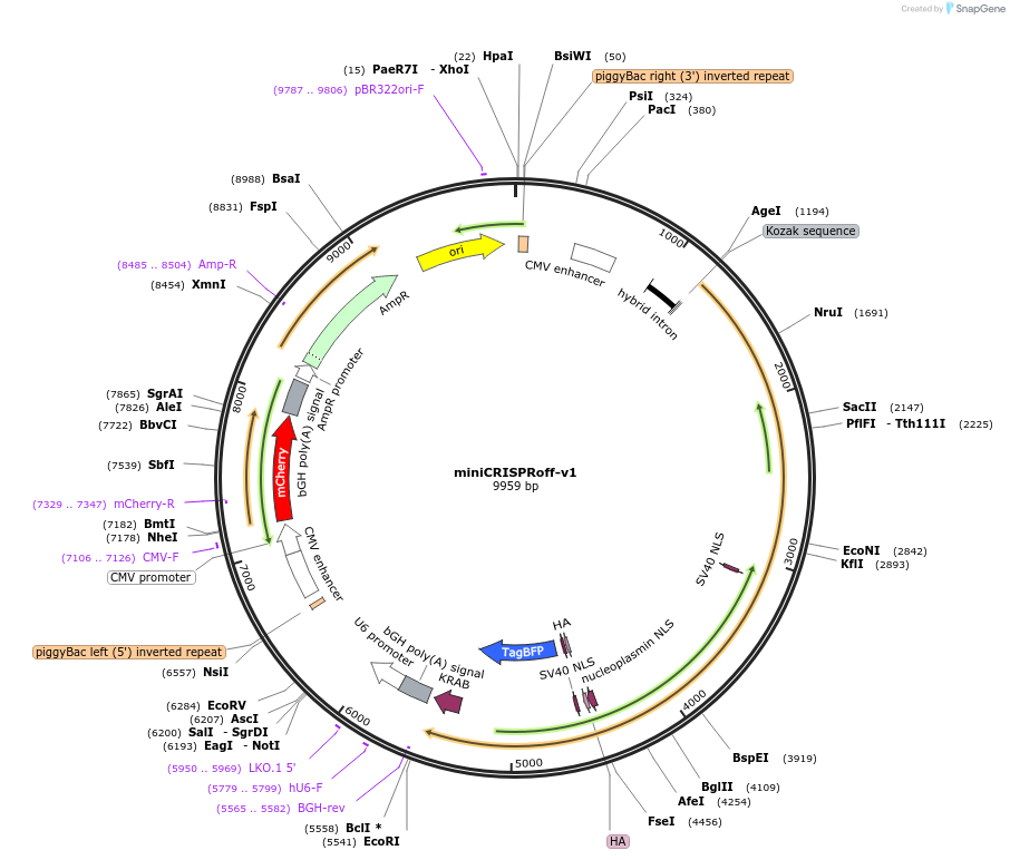 197030-plasmid-map-sequence-id-388972