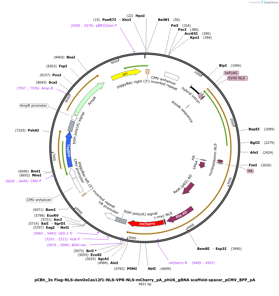 197031-plasmid-map-sequence-id-388973
