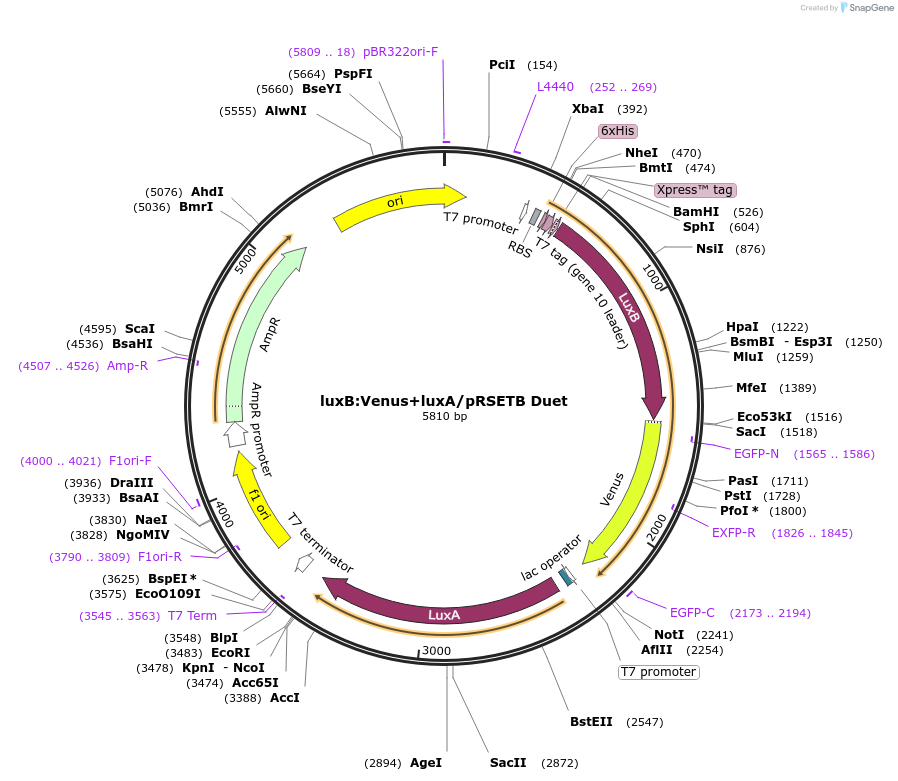 197582-plasmid-map-sequence-id-388986