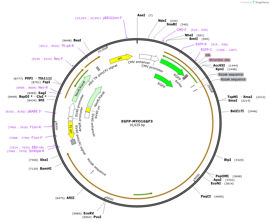 194857-plasmid-map-sequence-id-388998