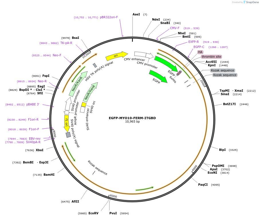194855-plasmid-map-sequence-id-389000
