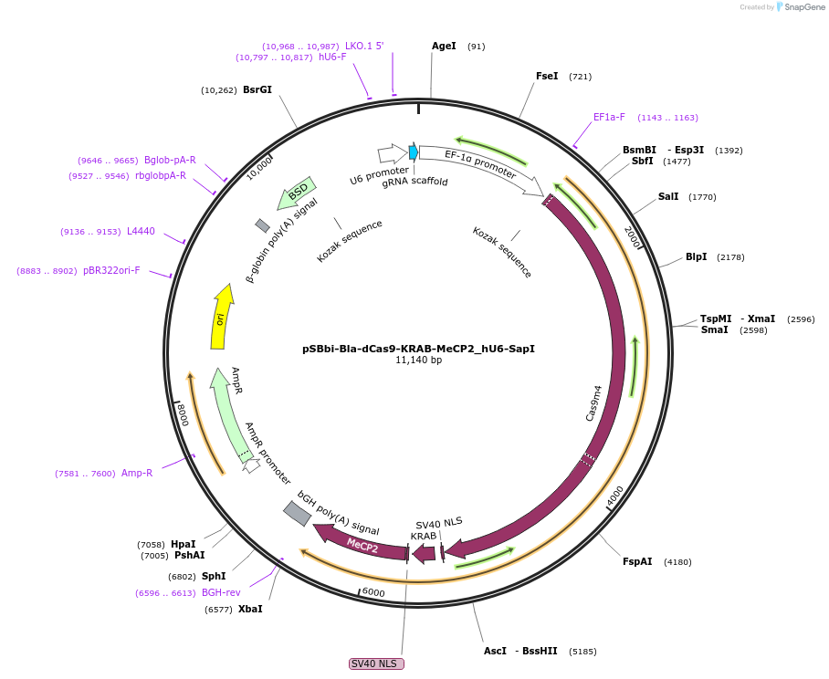 196074-plasmid-map-sequence-id-389001