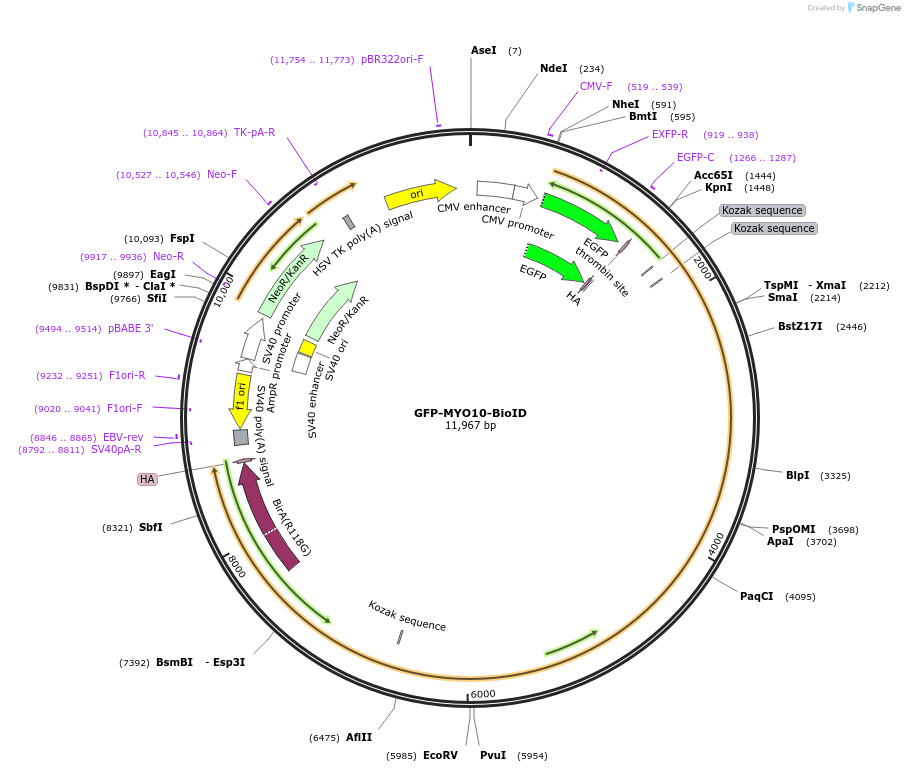 194858-plasmid-map-sequence-id-389004