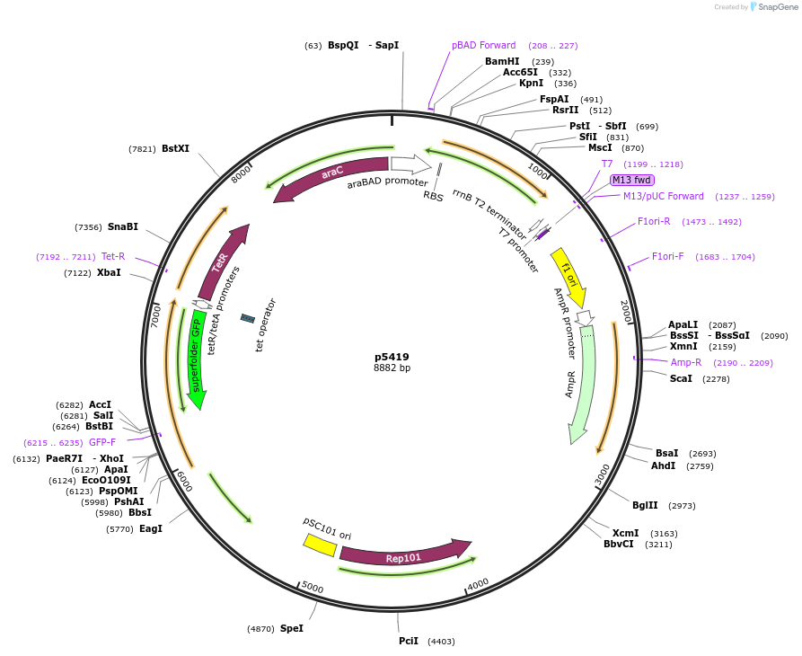 168186-plasmid-map-sequence-id-389006