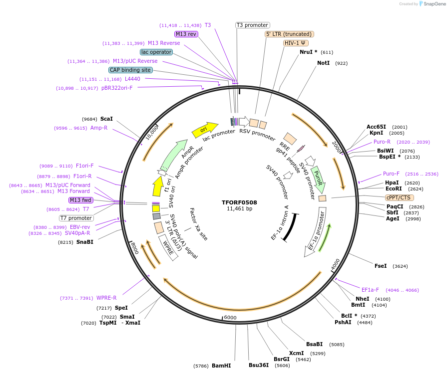 143407-plasmid-map-sequence-id-389032