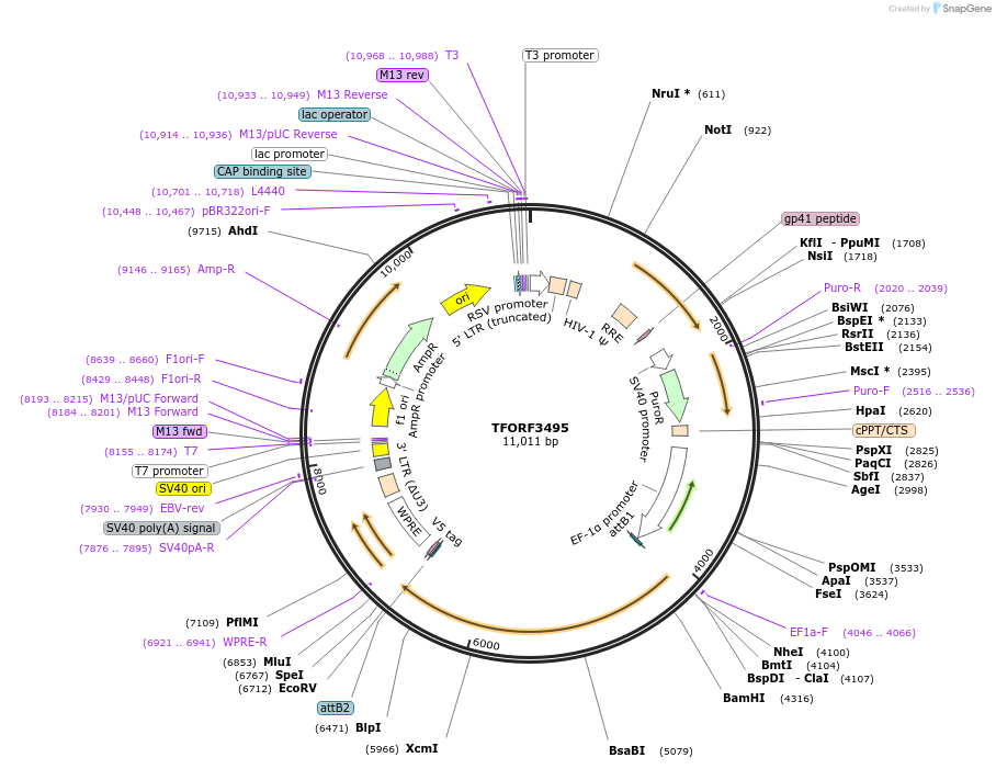 144971-plasmid-map-sequence-id-389033