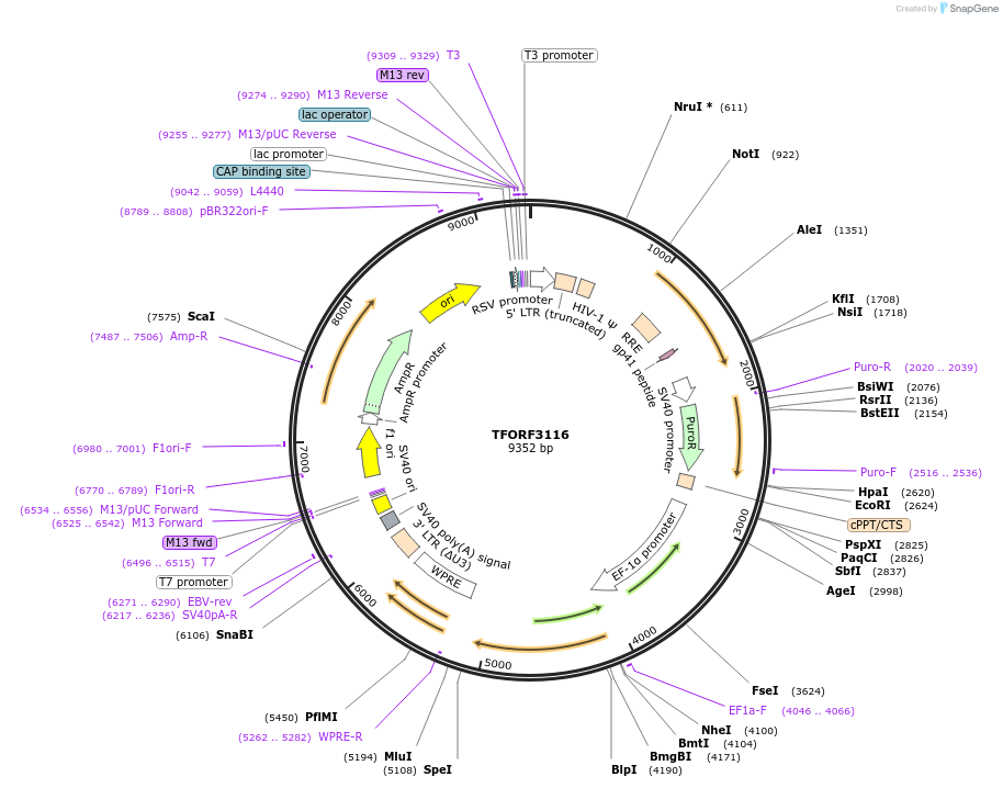 144592-plasmid-map-sequence-id-389040