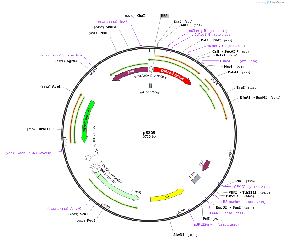 168182-plasmid-map-sequence-id-389042