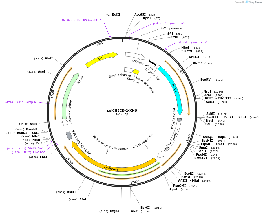 196655-plasmid-map-sequence-id-389054