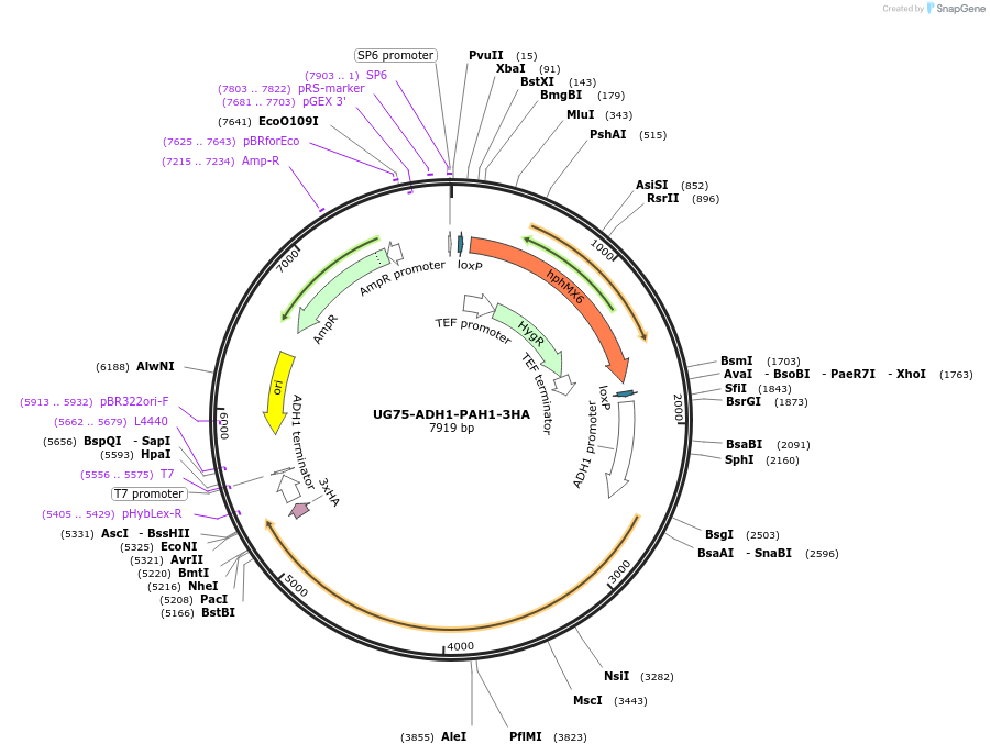 198597-plasmid-map-sequence-id-389062