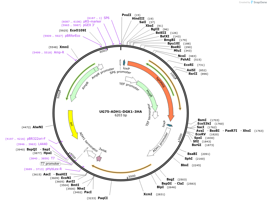 198595-plasmid-map-sequence-id-389064