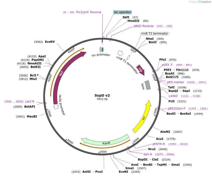 198598-plasmid-map-sequence-id-389076