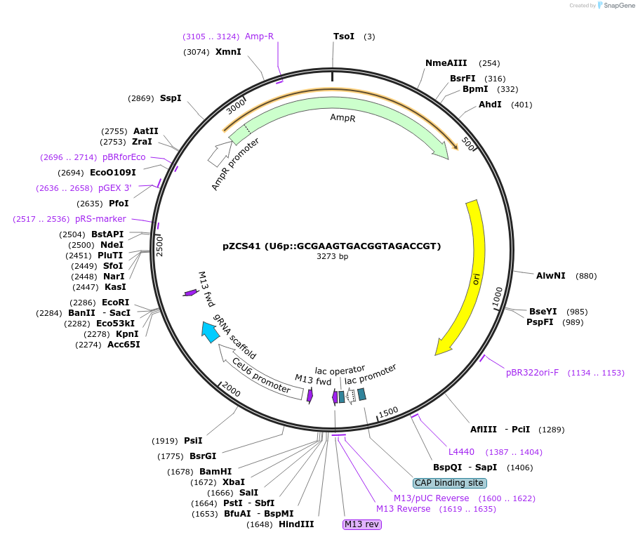 193050-plasmid-map-sequence-id-389077