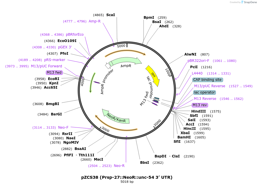193049-plasmid-map-sequence-id-389078