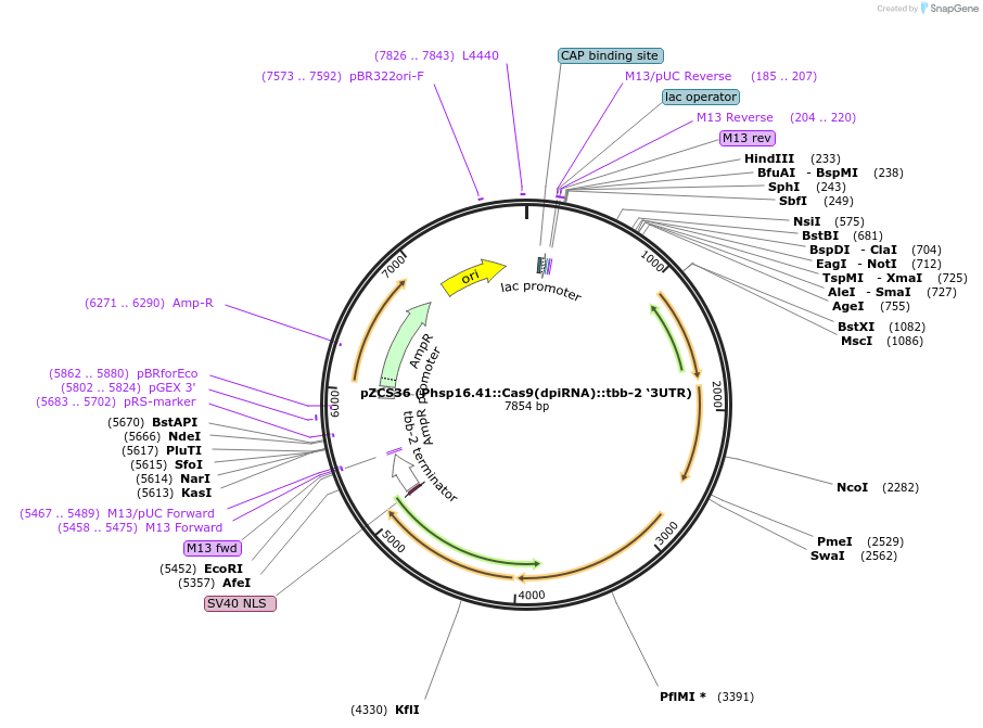 193048-plasmid-map-sequence-id-389079