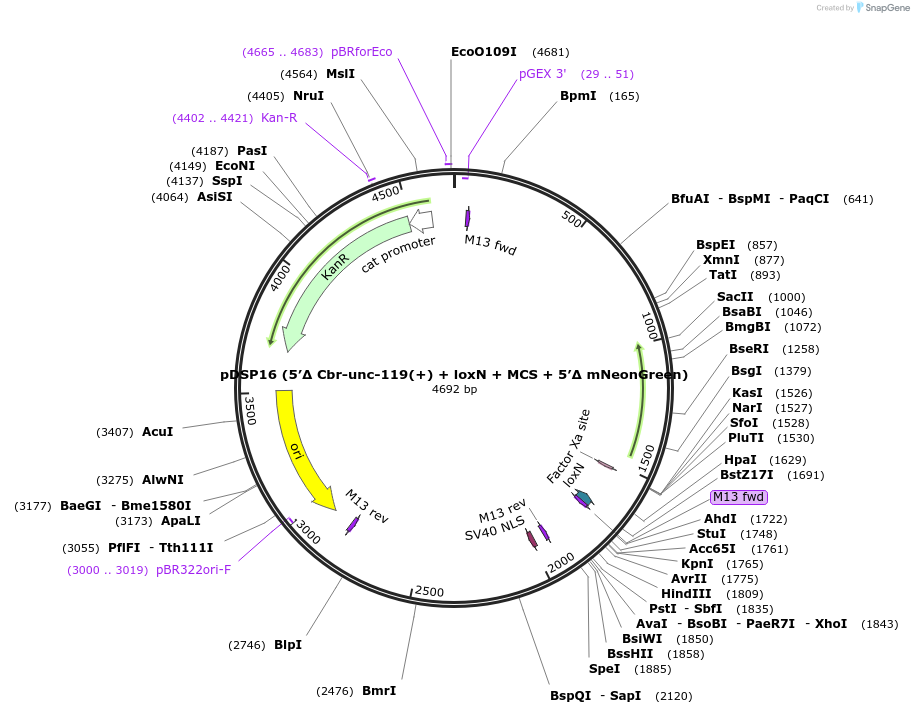 193854-plasmid-map-sequence-id-389081