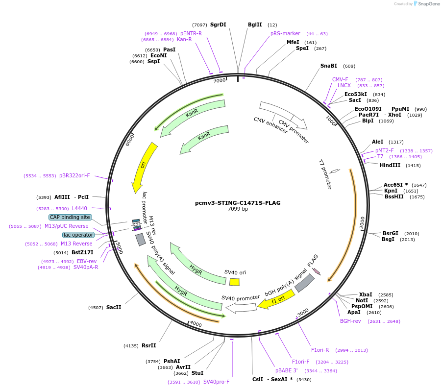 198188-plasmid-map-sequence-id-389090