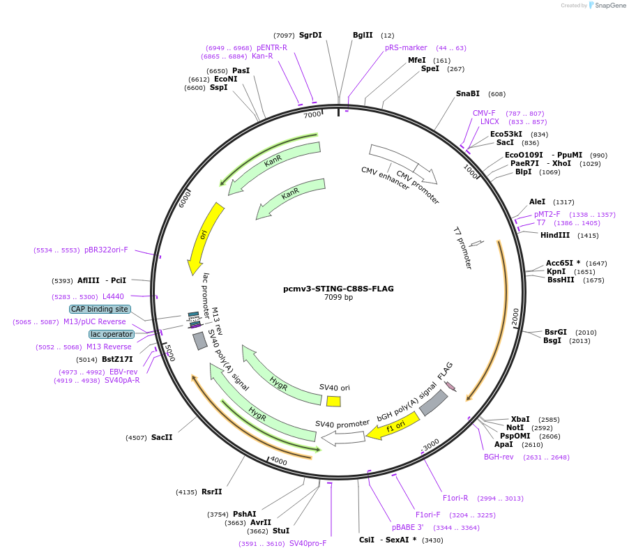 198187-plasmid-map-sequence-id-389095