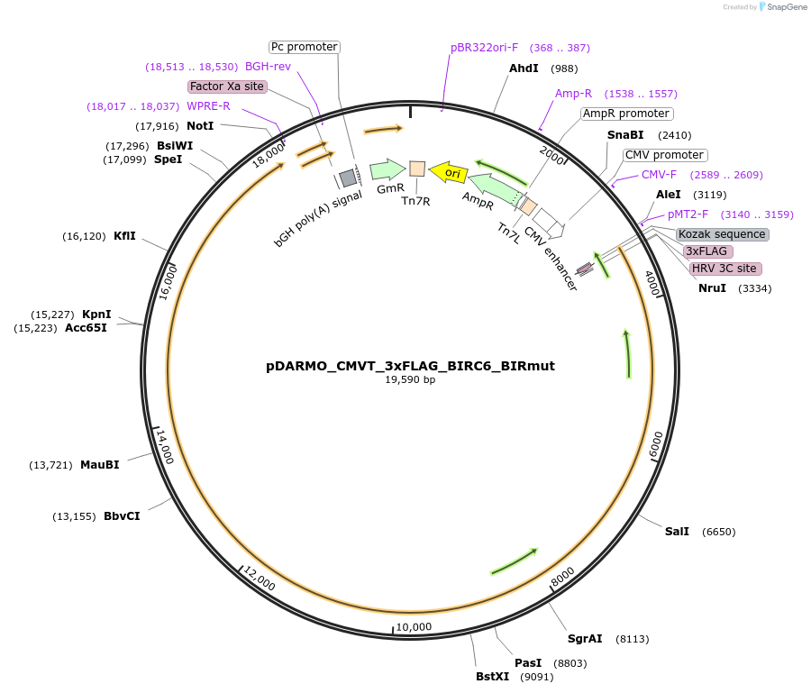 197968-plasmid-map-sequence-id-389108