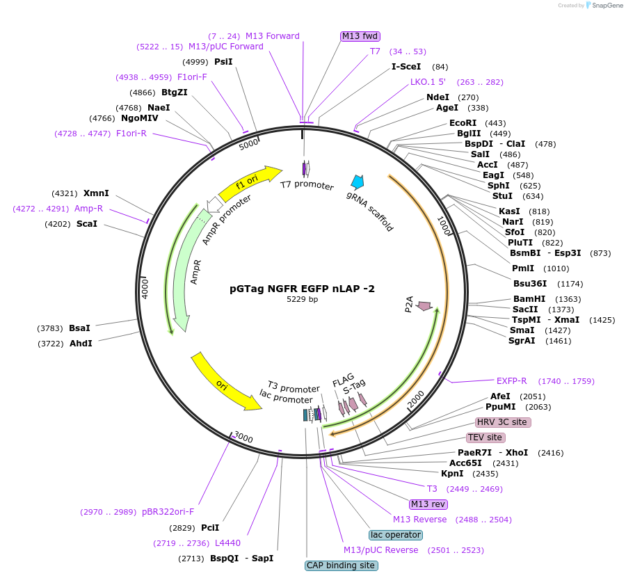 194507-plasmid-map-sequence-id-389109