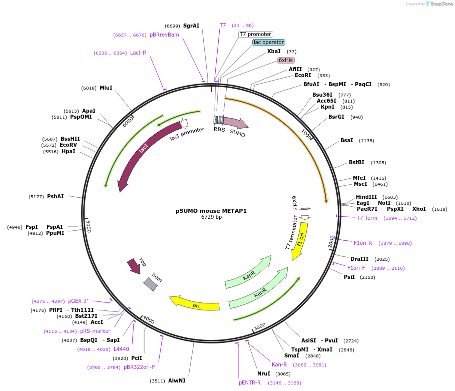 197395-plasmid-map-sequence-id-389111