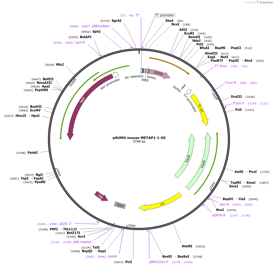 197396-plasmid-map-sequence-id-389112