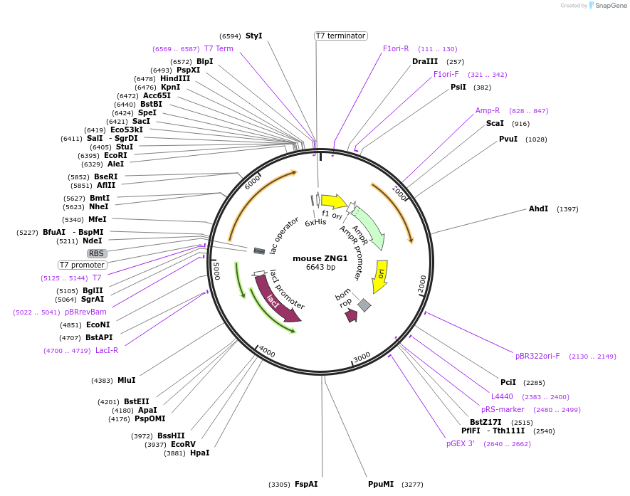 197399-plasmid-map-sequence-id-389117