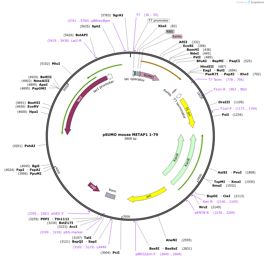197397-plasmid-map-sequence-id-389118
