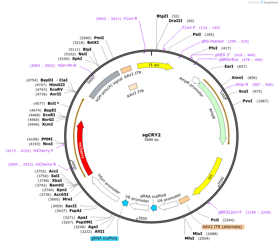 197457-plasmid-map-sequence-id-389127